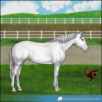 Horse Color:Liver Red Dun Appaloosa Brindle