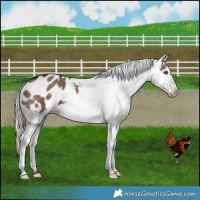 Horse Color:Liver Red Dun Appaloosa Brindle