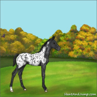 Horse Color:Blue Roan Near Leopard 