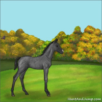 Horse Color:Blue Roan 
