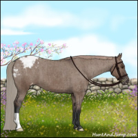 Horse Color:Liver Red Dun Appaloosa Brindle 
