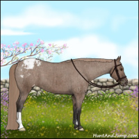 Horse Color:Liver Red Dun Appaloosa Brindle
