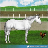 Horse Color:Liver Red Dun Appaloosa Brindle