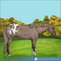 Horse Color:Liver Red Dun Appaloosa Brindle 