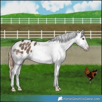 Horse Color:Liver Red Dun Appaloosa Brindle 