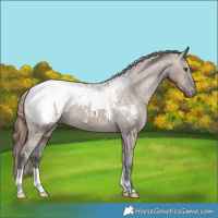 Horse Color:Liver Red Dun Appaloosa Brindle 