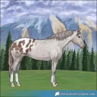Horse Color:Liver Red Dun Appaloosa Brindle 