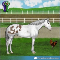Horse Color:Liver Red Dun Appaloosa Brindle 