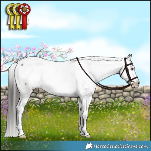 Horse Color:Liver Red Dun Appaloosa Brindle 