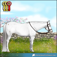 Horse Color:Liver Red Dun Appaloosa Brindle 