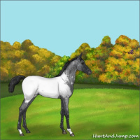 Horse Color:Blue Roan Near Fewspot Rabicano 