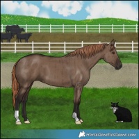 Horse Color:Liver Red Dun Brindle 
