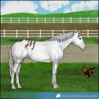 Horse Color:Liver Red Dun Appaloosa Brindle 