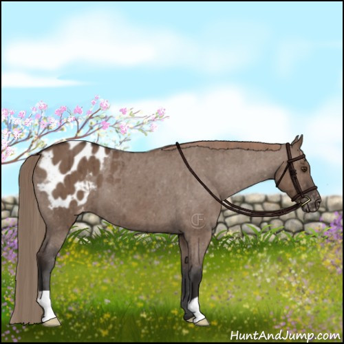 Horse Color:Liver Red Dun Appaloosa Brindle