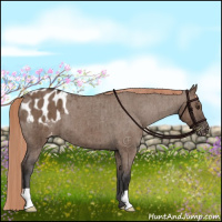 Horse Color:Liver Red Dun Appaloosa Brindle
