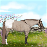 Horse Color:Liver Red Dun Appaloosa Brindle 