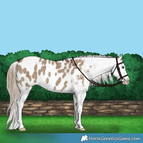 Horse Color:Liver Red Dun Appaloosa Brindle 
