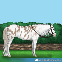 Horse Color:Liver Red Dun Appaloosa Brindle 