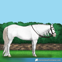 Horse Color:Liver Red Dun Appaloosa Brindle 