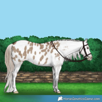 Horse Color:Liver Red Dun Appaloosa Brindle 