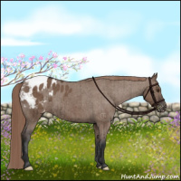 Horse Color:Liver Red Dun Appaloosa Brindle 