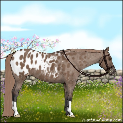 Horse Color:Liver Red Dun Appaloosa Brindle