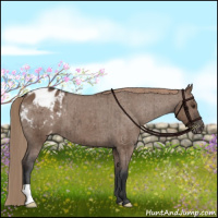 Horse Color:Liver Red Dun Appaloosa Brindle 