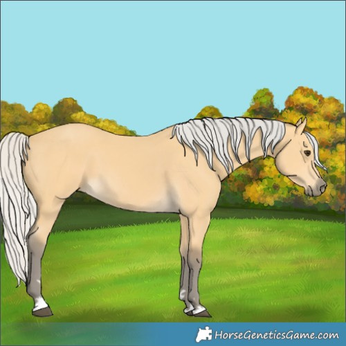 Horse Color:Silver Buckskin 