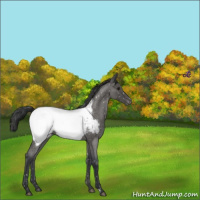 Horse Color:Blue Roan Near Fewspot Rabicano 