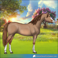 Horse Color:Red Dun Rabicano 