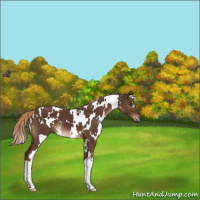 Horse Color:White Spotted Liver Chestnut