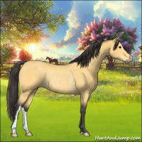Horse Color:Buckskin Rabicano 