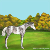 Horse Color:White Spotted Liver Chestnut Mushroom Rabicano 