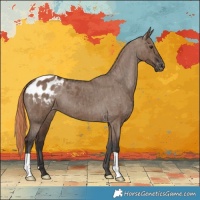 Horse Color:Liver Red Dun Appaloosa Brindle 