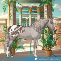 Horse Color:Liver Red Dun Appaloosa Brindle 