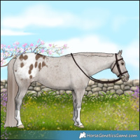 Horse Color:Liver Red Dun Appaloosa Brindle 