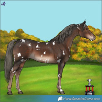 Horse Color:White Spotted Liver Chestnut Mushroom