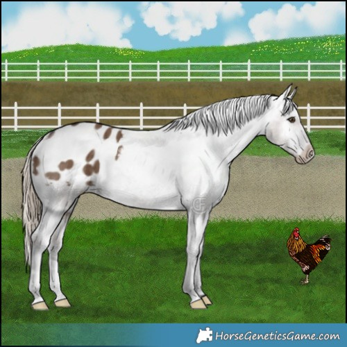 Horse Color:Liver Red Dun Appaloosa Brindle 