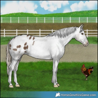 Horse Color:Liver Red Dun Appaloosa Brindle 