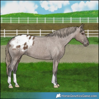 Horse Color:Liver Red Dun Appaloosa Brindle 