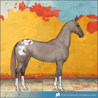 Horse Color:Liver Red Dun Appaloosa Brindle 