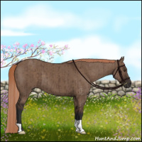 Horse Color:Liver Red Dun Brindle 
