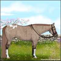 Horse Color:Liver Red Dun Appaloosa Brindle 
