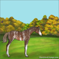 Horse Color:White Spotted Liver Chestnut Mushroom 
