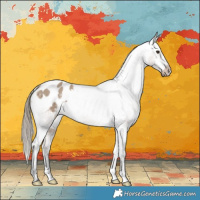 Horse Color:Liver Red Dun Appaloosa Brindle 