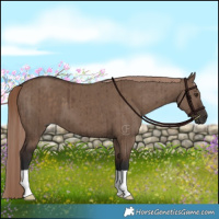 Horse Color:Liver Red Dun Brindle 