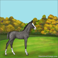 Horse Color:Smoky Blue Roan Splash 