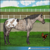 Horse Color:Liver Red Dun Appaloosa Brindle 