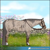 Horse Color:Liver Red Dun Appaloosa Brindle 