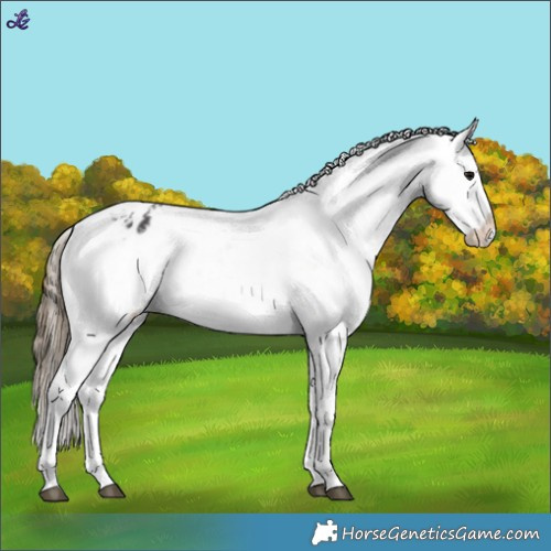 Horse Color:White Spotted Smoky Black Appaloosa 
